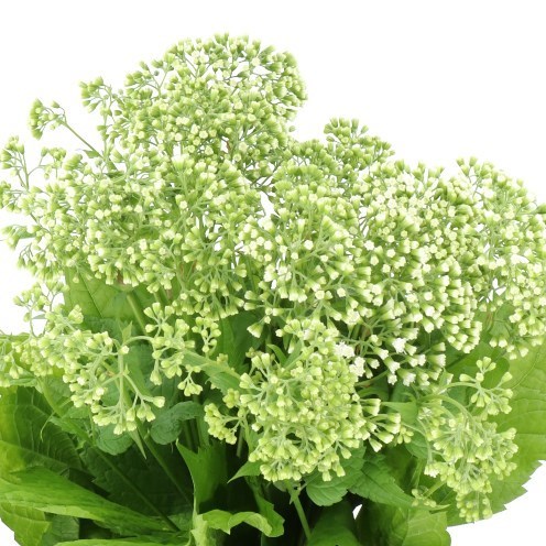 EUPATORIUM RUGUSUM BRAUNLAUB