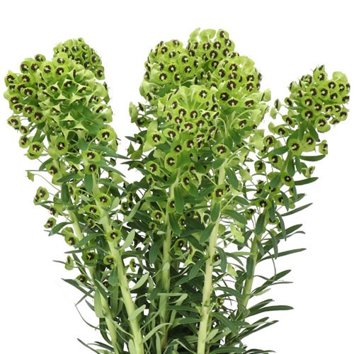 EUPHORBIA BLACK PEARL