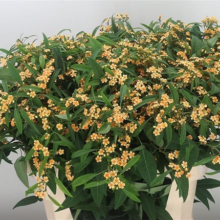 EUPHORBIA FULGENS COGNAC BARON