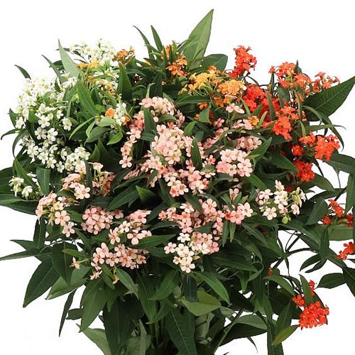 EUPHORBIA FULGENS MIX
