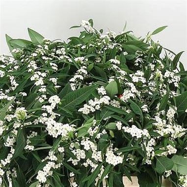 EUPHORBIA QUICKSILVER