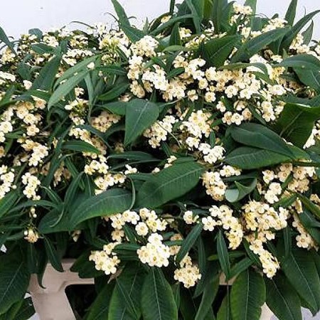 EUPHORBIA SPRAY ALGEVO