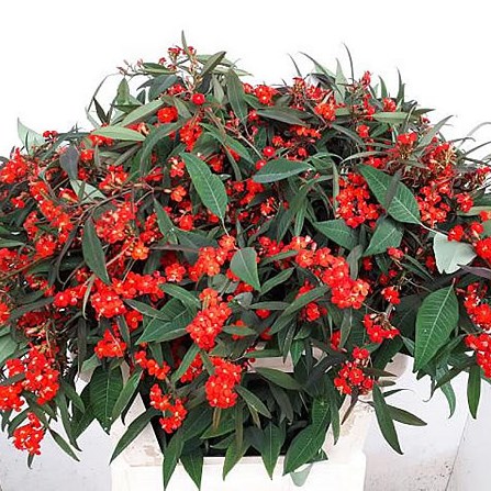 EUPHORBIA SPRAY RED SURPRISE