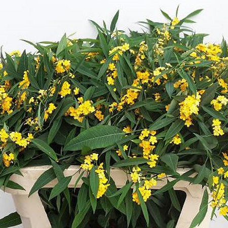 EUPHORBIA SPRAY YELLOW