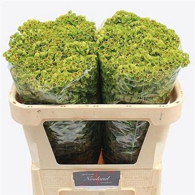 EUPHORBIA X MARTINI