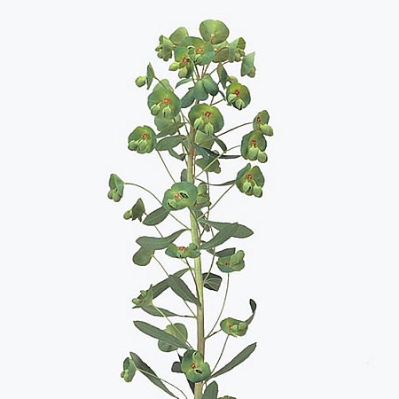 EUPHORBIA X MARTINII