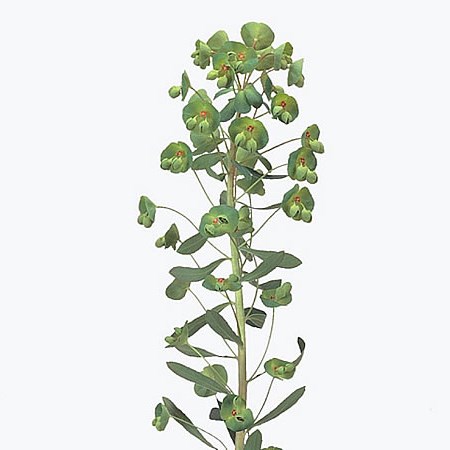 EUPHORBIA X MARTINII