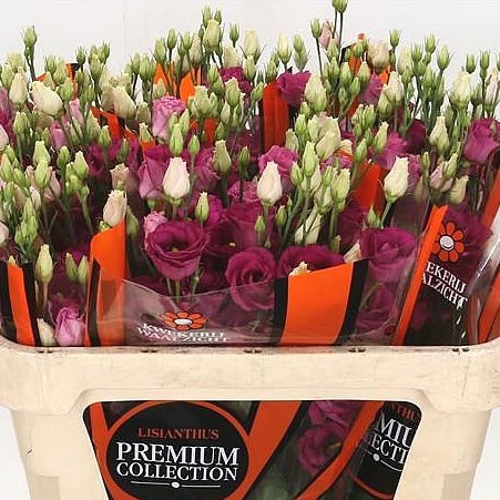 EUSTOMA LISIANTHUS DBL. ROSI RED