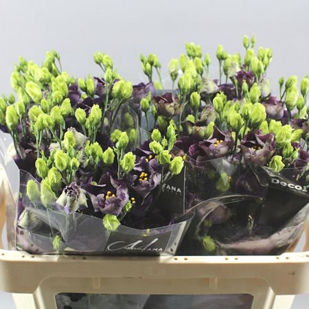 EUSTOMA LISIANTHUS BOHEMIAN BLACK VIOLET