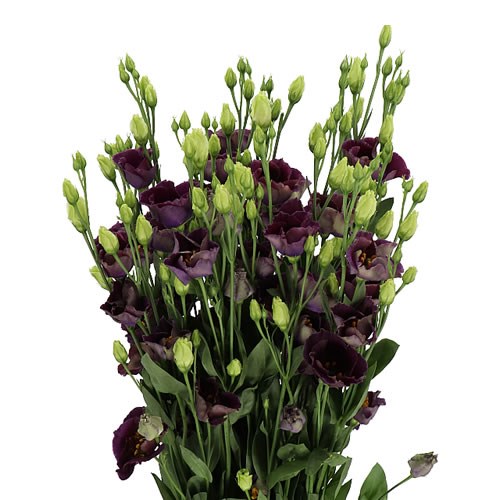 EUSTOMA LISIANTHUS BOHEMIAN BLACK VIOLET