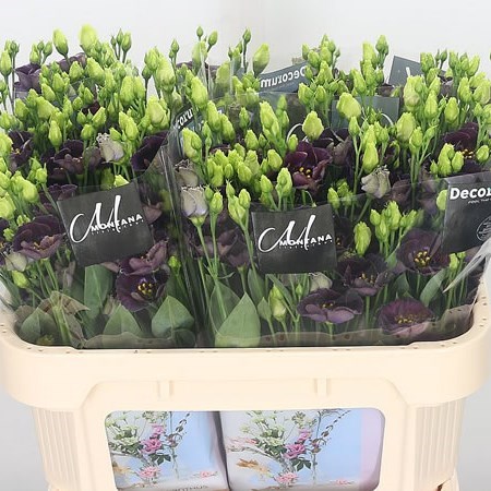 EUSTOMA LISIANTHUS BOHEMIAN BLACK VIOLET