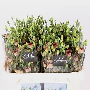EUSTOMA LISIANTHUS BOHEMIAN CHOCO