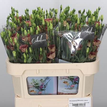 EUSTOMA LISIANTHUS BOHEMIAN CHOCO
