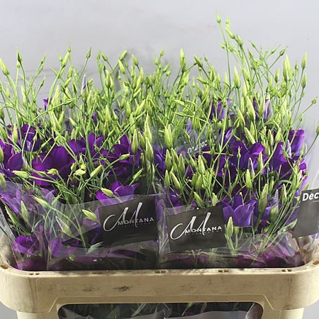 EUSTOMA LISIANTHUS BOTANIC BLUE