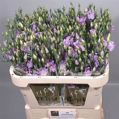 EUSTOMA LISIANTHUS CARICE LAVENDER