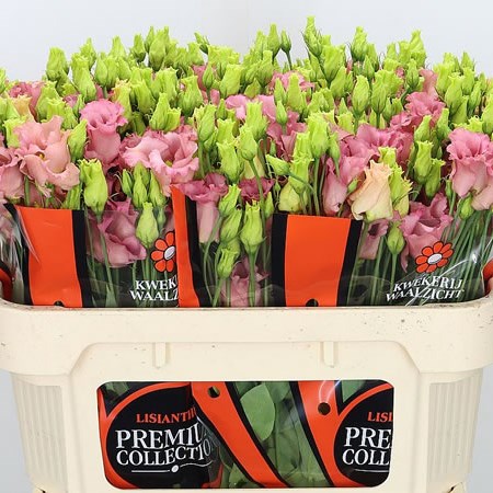 EUSTOMA LISIANTHUS DBL. ALISSA CHAMPAGNE