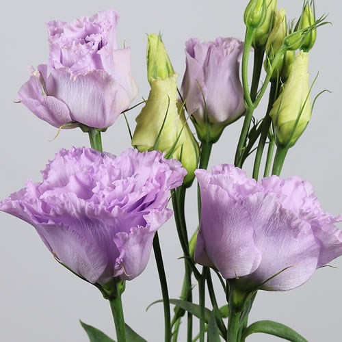 EUSTOMA LISIANTHUS DBL. ALISSA LAVENDER