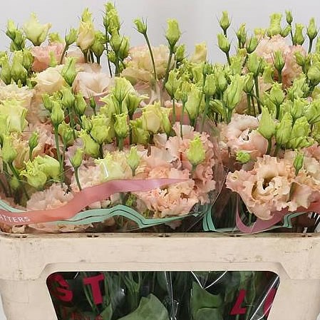 EUSTOMA LISIANTHUS DBL. ALISSA LIGHT APRICOT