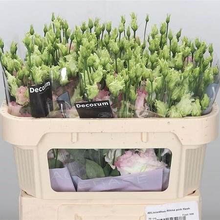 EUSTOMA LISIANTHUS DBL. ALISSA PINK FLASH