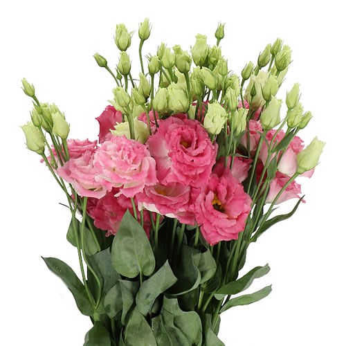 EUSTOMA LISIANTHUS DBL. ALISSA PINK FLASH