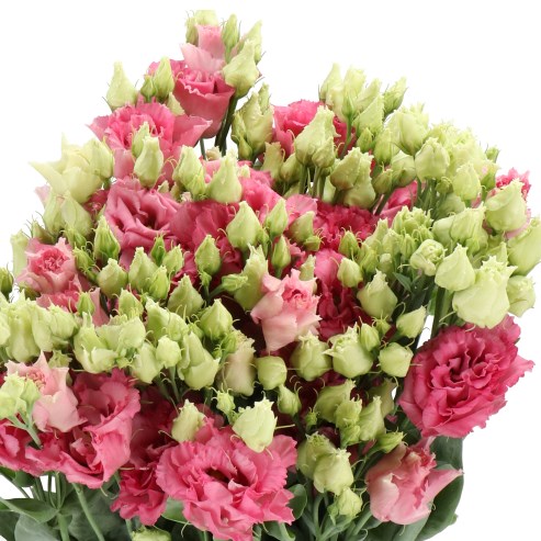 EUSTOMA LISIANTHUS DBL. ALISSA ROSE PINK