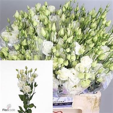 EUSTOMA LISIANTHUS DBL. ALISSA WHITE