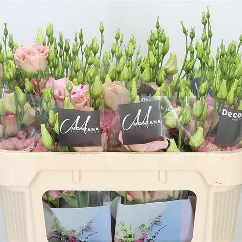 EUSTOMA LISIANTHUS DBL. ANTICA 70cm | Wholesale Dutch Flowers & Florist ...