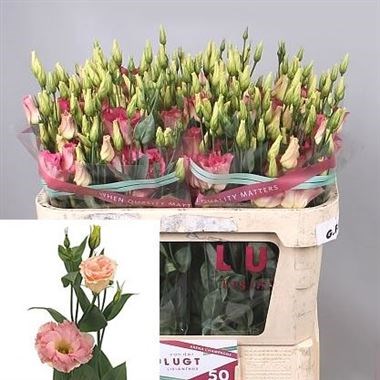 EUSTOMA LISIANTHUS DBL. ARENA CHAMPAGNE