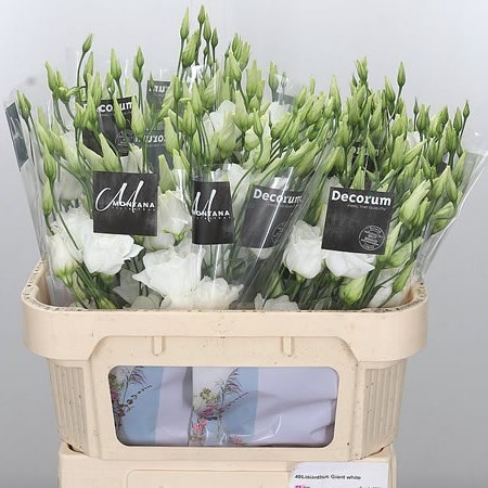 EUSTOMA LISIANTHUS DBL. ARENA GIANT WHITE