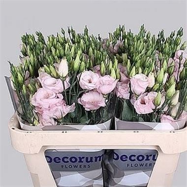 EUSTOMA LISIANTHUS DBL. ARENA LIGHT PINK