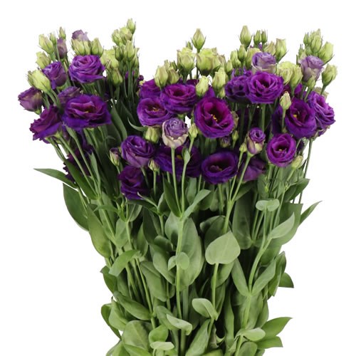 EUSTOMA LISIANTHUS DBL. AROSA VIOLET