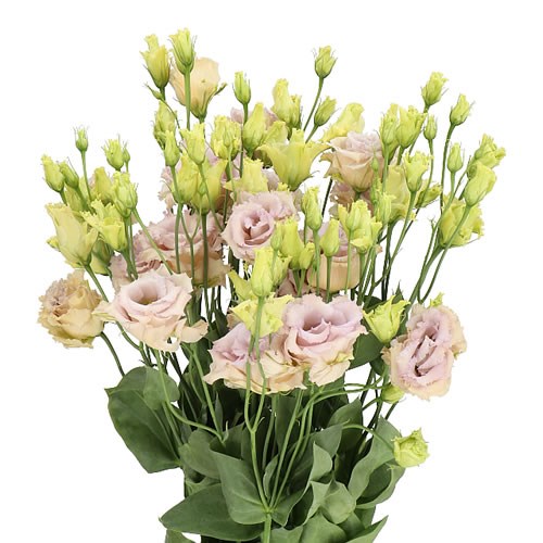 EUSTOMA LISIANTHUS DBL. BLUE CHATEAU 70cm Wholesale Dutch Flowers