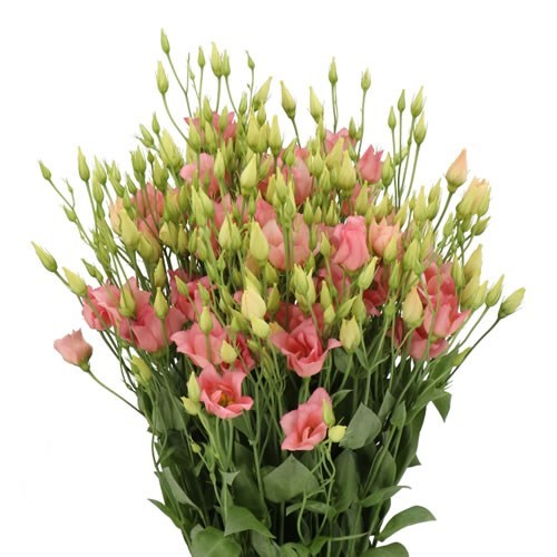 EUSTOMA LISIANTHUS DBL. BOTANIC APRICOT