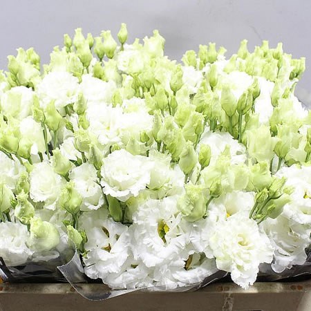 EUSTOMA LISIANTHUS DBL. CELEB CHRYSTAL