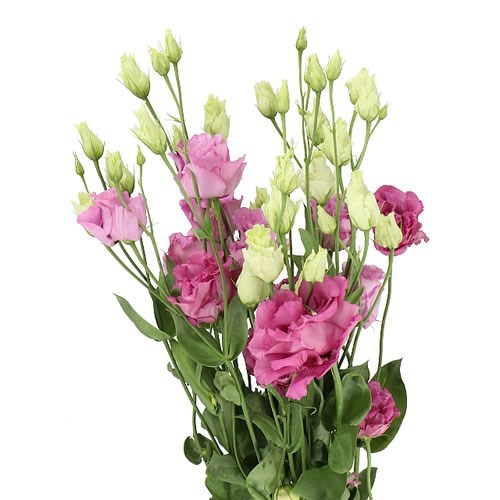 EUSTOMA LISIANTHUS DBL. CELEB GRAPE