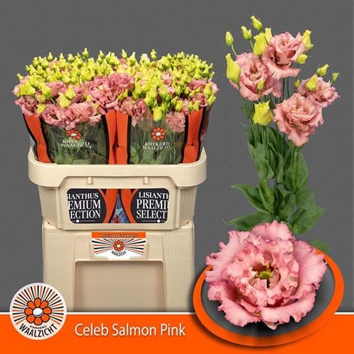 EUSTOMA LISIANTHUS DBL. CELEB SALMON PINK