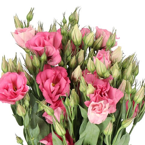 EUSTOMA LISIANTHUS DBL. CESSNA ROSE
