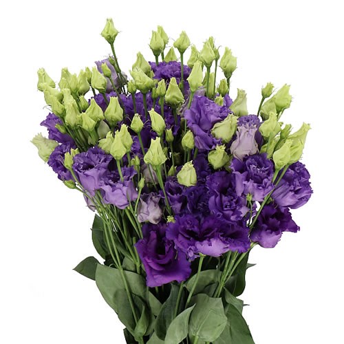 EUSTOMA LISIANTHUS DBL. CORELLI BLUE