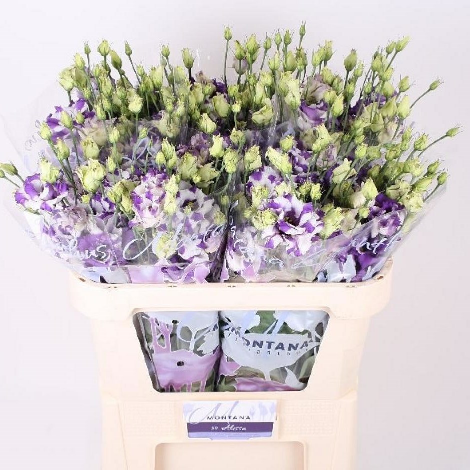EUSTOMA LISIANTHUS DBL. CORELLI DELFT BLUE
