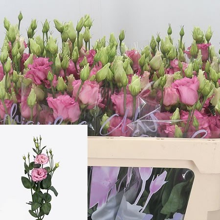 EUSTOMA LISIANTHUS DBL. CORELLI ROSE