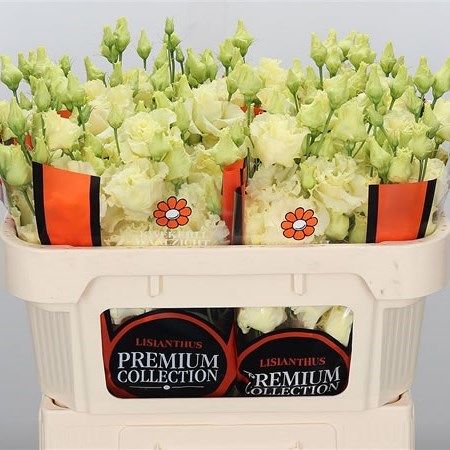 EUSTOMA LISIANTHUS DBL. CORELLI YELLOW