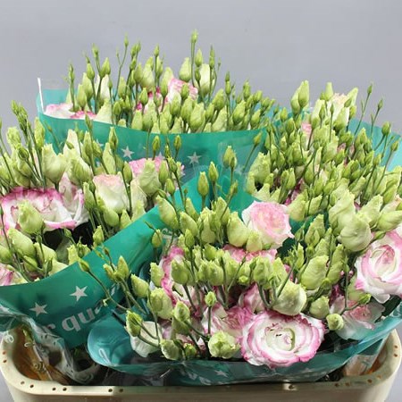EUSTOMA LISIANTHUS DBL. CROMA BRIDAL KISS