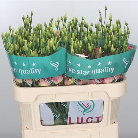 EUSTOMA LISIANTHUS DBL. CROMA CHAMPAGNE