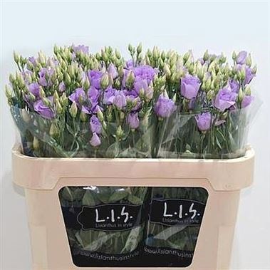 EUSTOMA LISIANTHUS DBL. CROMA LAVENDER