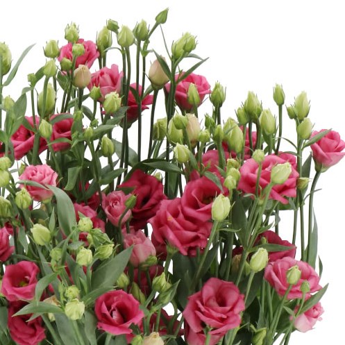 EUSTOMA LISIANTHUS DBL. DOUBLINI ROSE