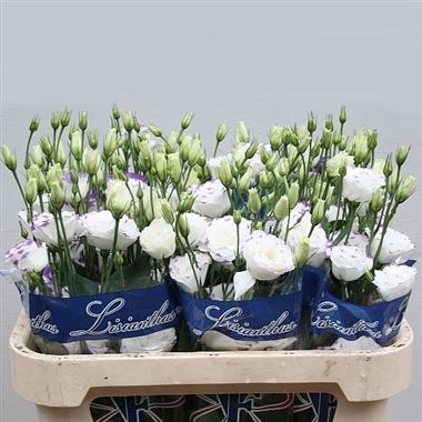 EUSTOMA LISIANTHUS DBL. EXCALIBUR BLUE PICOTEE