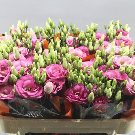 EUSTOMA LISIANTHUS DBL. EXCALIBUR HOT PINK