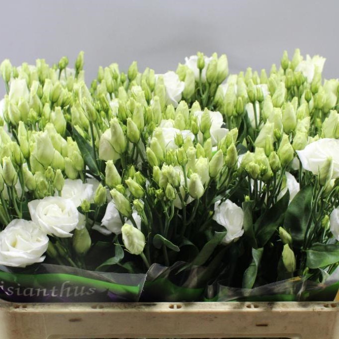 EUSTOMA LISIANTHUS DBL. EXCALIBUR PURE WHITE