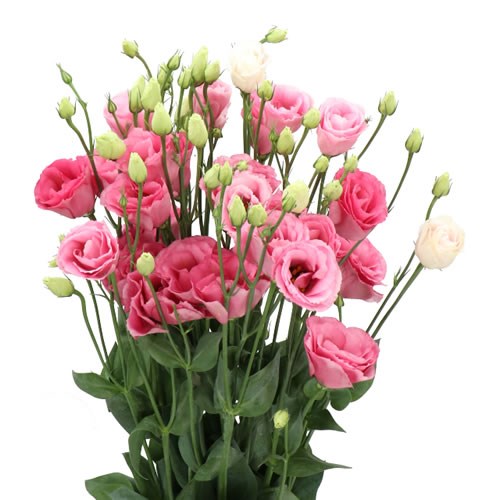 EUSTOMA LISIANTHUS DBL. EXCALIBUR ROSE PINK