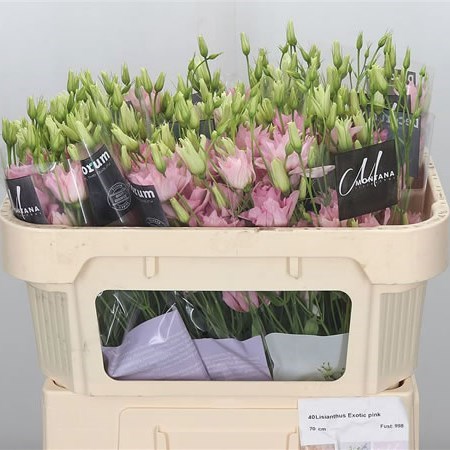 EUSTOMA LISIANTHUS DBL. EXOTIC PINK